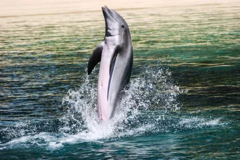 Common bottlenose dolphin playing Stock Photos