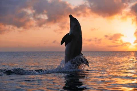 Common Bottlenose Dolphin Tail-Walking, Roatan, Bay Islands, Honduras Stock Photos