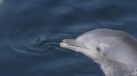 Common bottlenose dolphin, Tursiops truncates, Stock Footage 20536956
