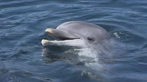 Common bottlenose dolphin, Tursiops truncates, Stock Footage 20537011