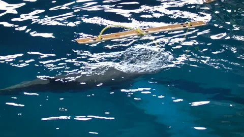 Common bottlenose dolphin (Tursiops truncatus) Видео 196262012