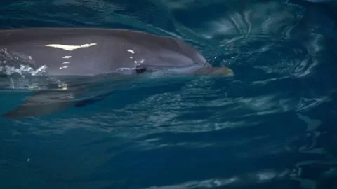 Common bottlenose dolphin (Tursiops truncatus) Vidéo 196262249