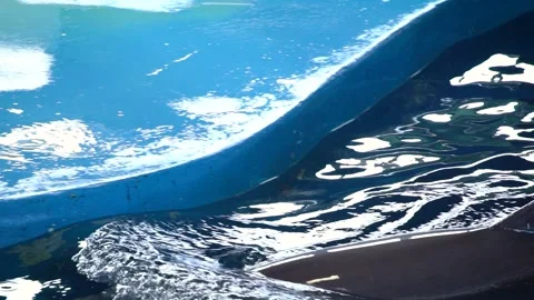 Common bottlenose dolphin (Tursiops truncatus) Vidéo 196343406