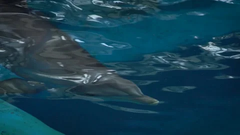 Common bottlenose dolphin (Tursiops truncatus) Vidéo 196343791