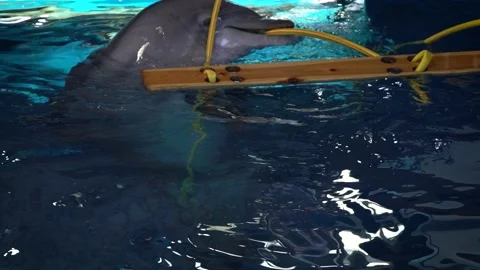 Common bottlenose dolphin (Tursiops truncatus) Видео 196343904