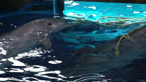 Common bottlenose dolphin (Tursiops truncatus) Видео 196344116