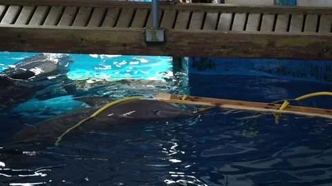 Common bottlenose dolphin (Tursiops truncatus) Vidéo 196344271