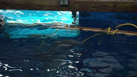 Common bottlenose dolphin (Tursiops truncatus) Vidéo 196344548