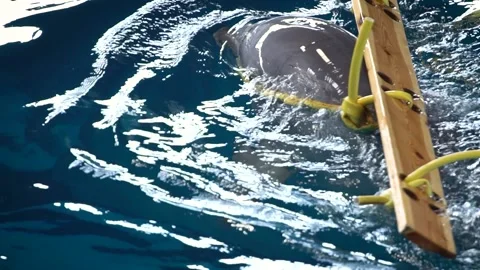 Common bottlenose dolphin (Tursiops truncatus) Vidéo 196344806