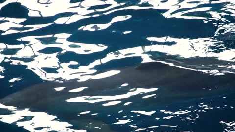 Common bottlenose dolphin (Tursiops truncatus) Vidéo 196344898