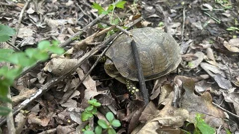 Common Box Turtle Emerging From Shell in Oklahoma Woodland Habitat Stock Photos