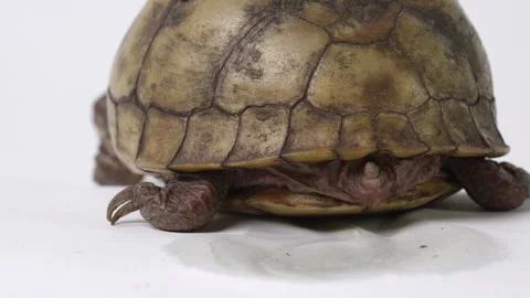 Common box turtle pees on white background - close up on back of shell Stock Footage 240607167