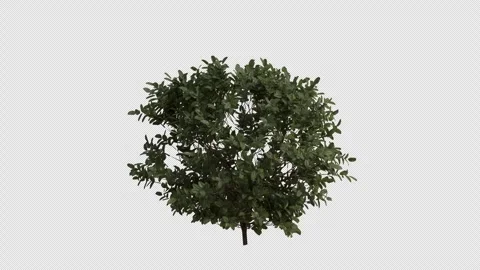 Common Boxwood blowing in the wind Loop Animation. Alpha Channel Video stock 306922493