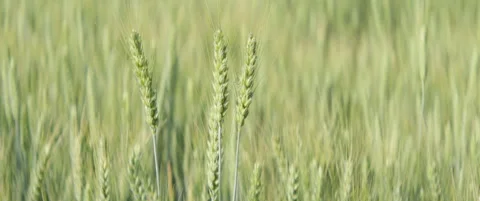 Common bread wheat crops by summer 5.7K anamorphic video Stock Footage 312499879