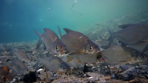 Common bream (Abramis brama) fish school in natural environment 4K Stock Footage 145804490