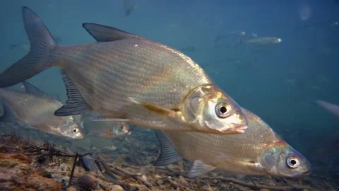Common bream (Abramis brama) fish school close up from the side in river, 4K Stock Footage 146087481