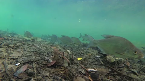 Common bream Abramis brama fish school swimming in a river, 4K Stock Footage 147084754