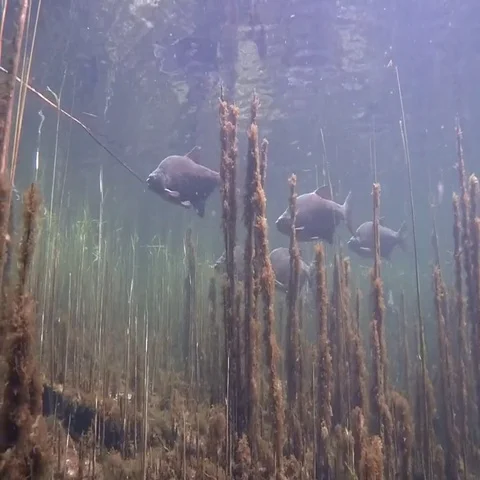 Common bream  (Abramis brama) Stock Footage 69489689
