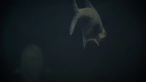 Common bream (Abramis brama) Stock Footage 278362021