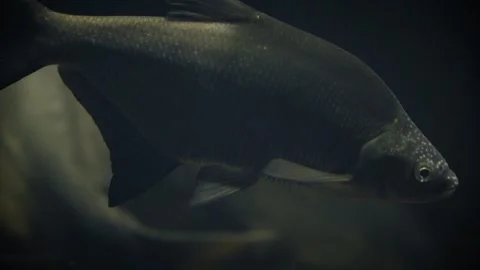 Common bream (Abramis brama) Stock Footage 278362029