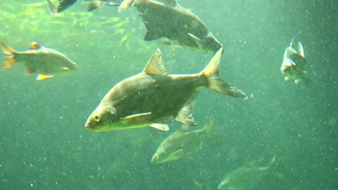 Common bream or carp bream fish Stock Footage 77647647