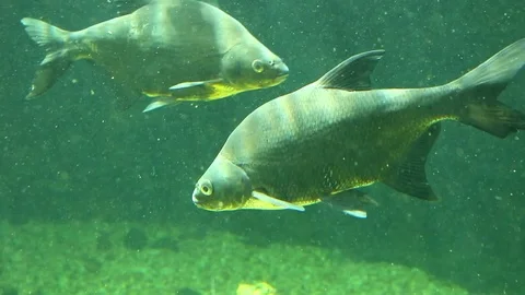 Common bream or carp bream fish Stock Footage 77647976