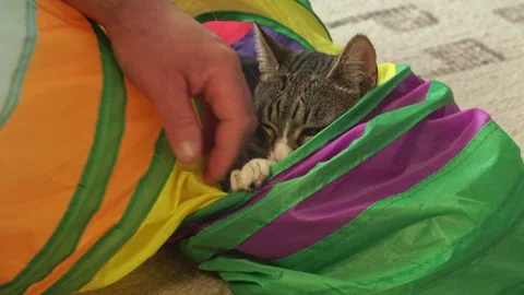 Common breed, apartment cat, caressed by owner Stock Footage 333301993