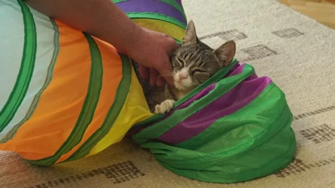 Common breed, apartment cat, caressed by owner Video stock 333302014