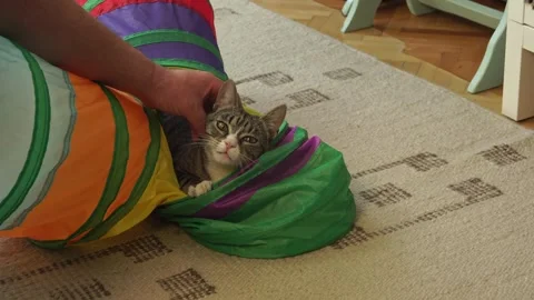 Common breed, apartment cat, caressed by owner Stock Footage 333302036