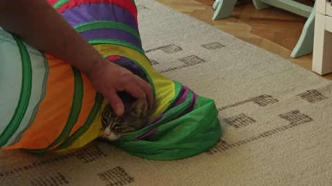 Common breed, apartment cat, caressed by owner Stock Footage 333302049
