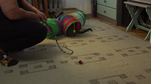 Common breed apartment cat playing with its owner Video stock 333300776
