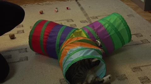 Common breed apartment cat playing with its owner Stock Footage 333300810