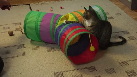 Common breed apartment cat playing with its owner 스톡 동영상 333300853