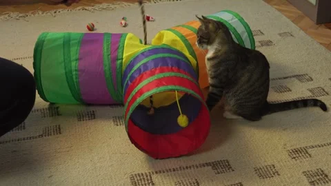 Common breed apartment cat playing with its owner Stock-Footage 333300884
