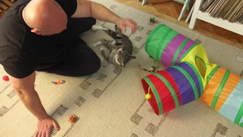 Common breed apartment cat playing with its owner Stock Footage 333300961