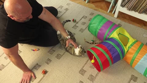 Common breed apartment cat playing with its owner Stock Footage 333301001