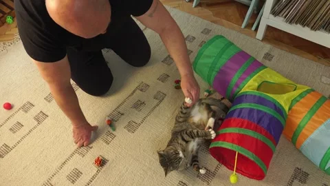 Common breed apartment cat playing with its owner 스톡 동영상 333301043