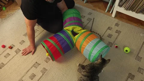 Common breed apartment cat playing with its owner Video stock 333301214