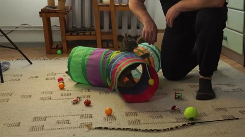 Common breed apartment cat playing with its owner Stock Footage 333301593