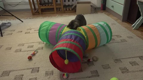 Common breed apartment cat playing with its owner Stock Footage 333301616