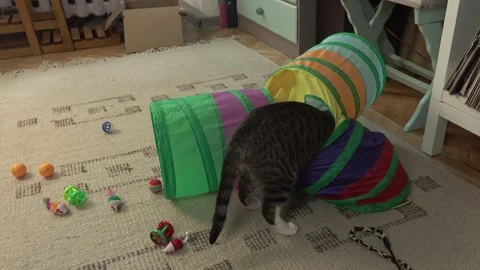 Common breed apartment cat playing with its owner 스톡 동영상 333301627