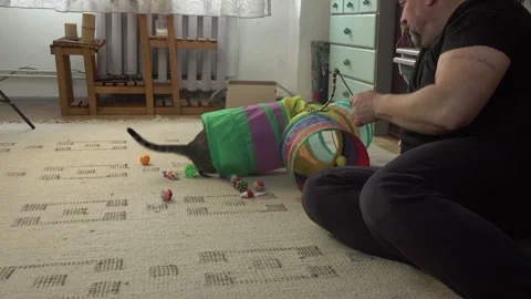 Common breed apartment cat playing with its owner 스톡 동영상 333301633