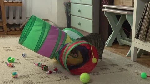 Common breed apartment cat playing with its owner 스톡 동영상 333301647