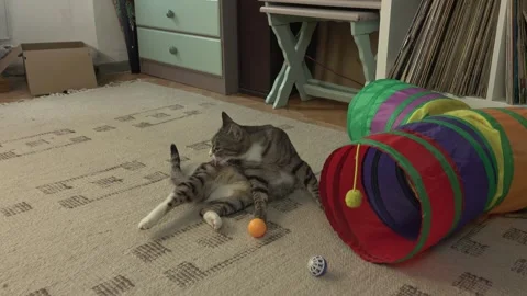 Common breed apartment cat playing with its owner 스톡 동영상 333301662