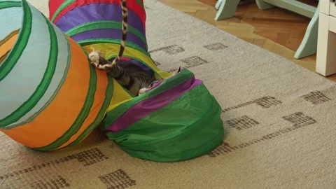 Common breed apartment cat playing with its owner Stock Footage 333302063