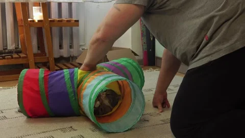 Common breed apartment cat playing with its owner Stock Footage 333302202