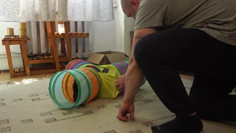 Common breed apartment cat playing with its owner 스톡 동영상 333302250