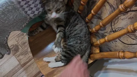Common Breed Cat Playfully Biting Owner's Hand in POV Video Today Stock Footage 341669621
