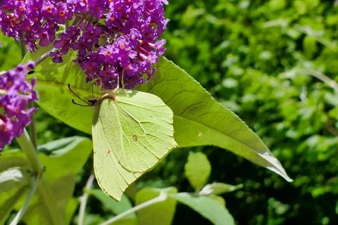 Common Brimstone Butterfly. Stock Photos