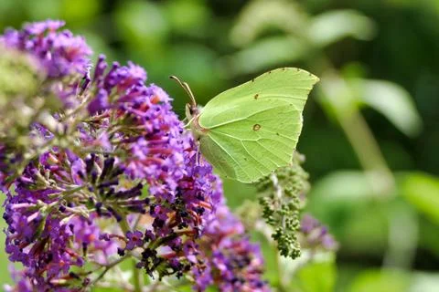 Common Brimstone Butterfly. Stock Photos
